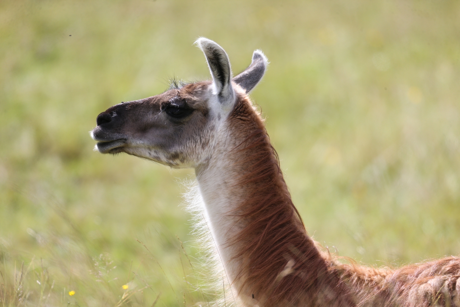 «Газпром»-тренировочные сборы в Австрии: вечерняя тренировка 27 июня