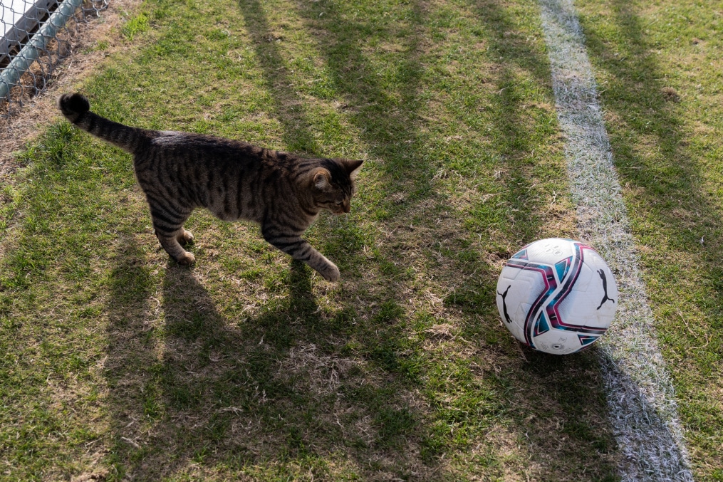 «Газпром» — тренировочные сборы «Зенита»-м в Турции: 21 ноября, утренняя тренировка