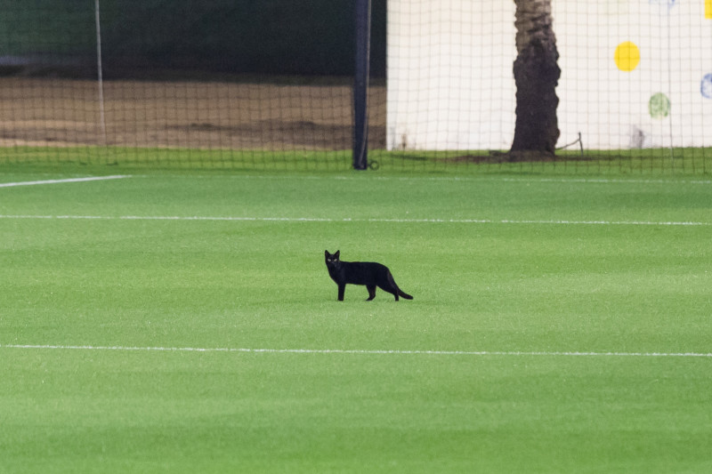Зимние «Газпром» — тренировочные сборы в Катаре. 11 февраля, вечерняя тренировка