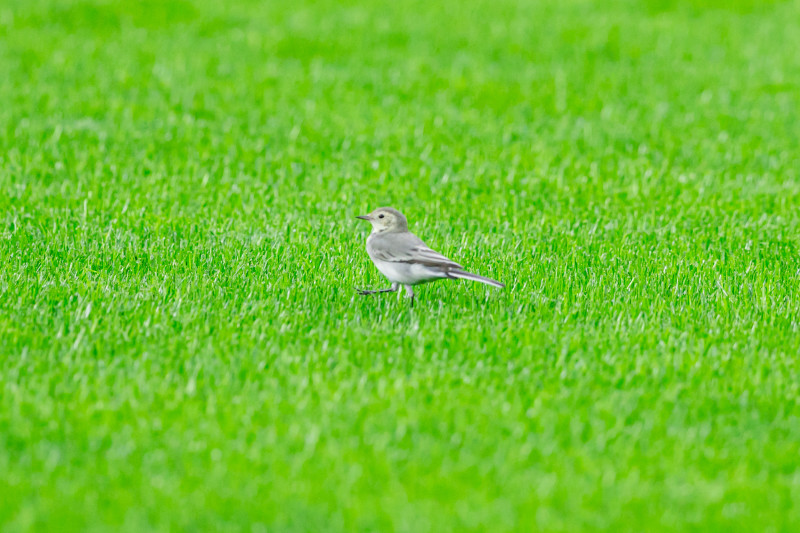 Мир Российская Премьер-Лига 2024/25, «Пари НН» — «Зенит»