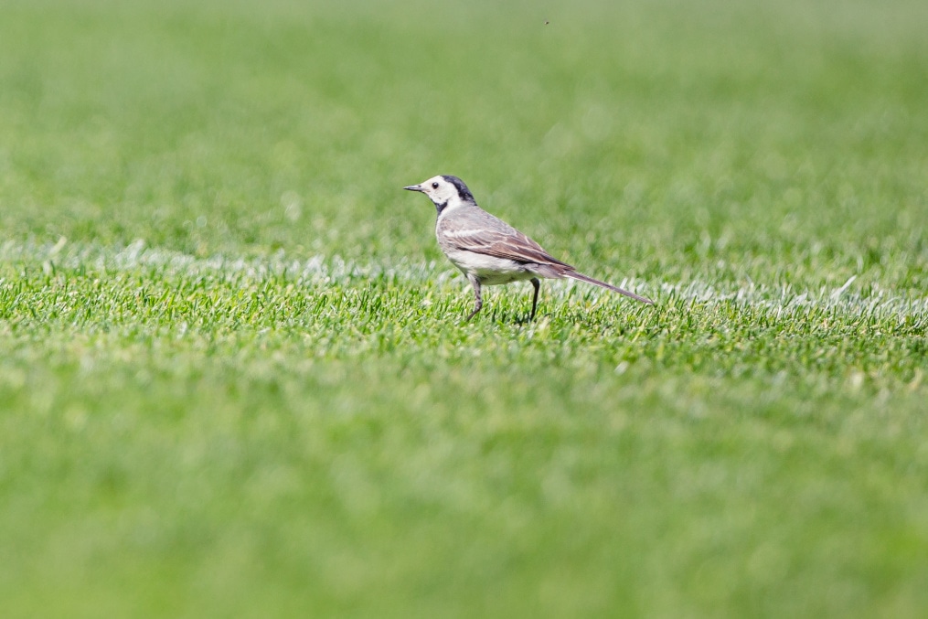 «Газпром» — тренировочные сборы 2025: 27 июня, беговой тест в масках