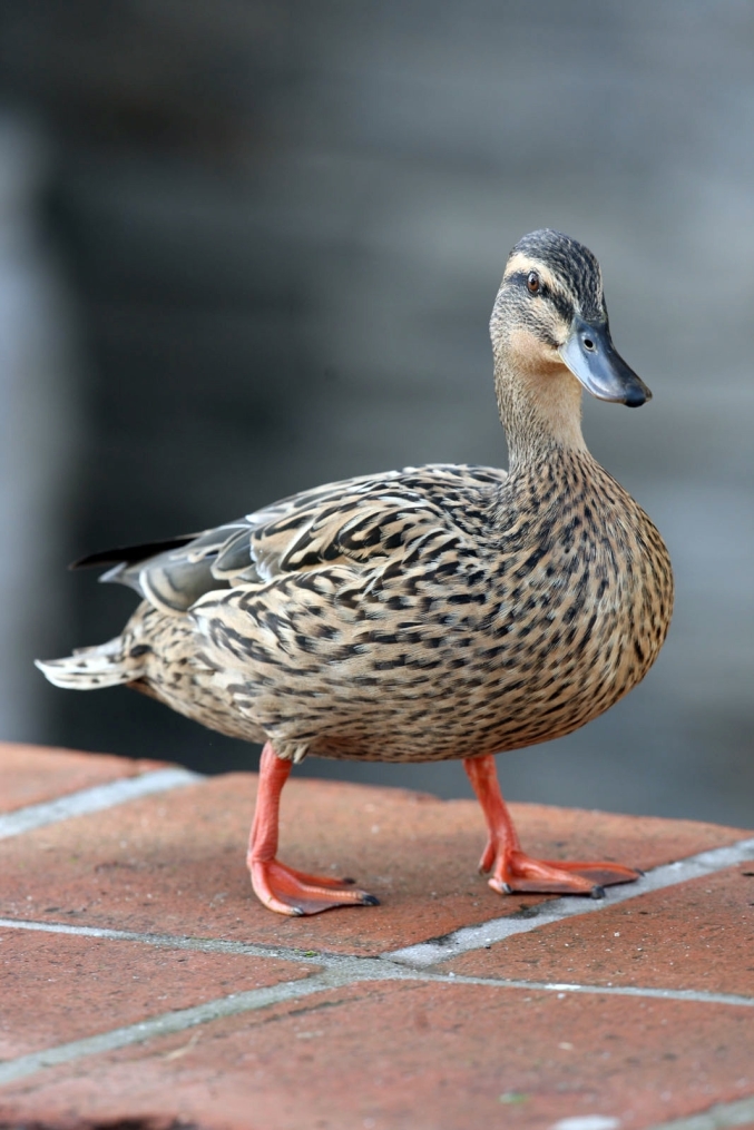 «Зенит» на предсезонном сборе в Марбелье (Испания)