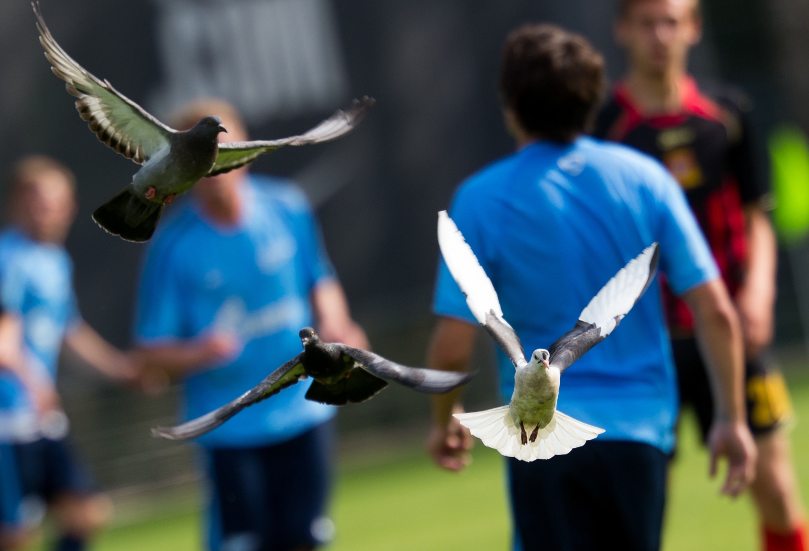 Товарищеский матч «Зенит» — «Днепр»(Смоленск)