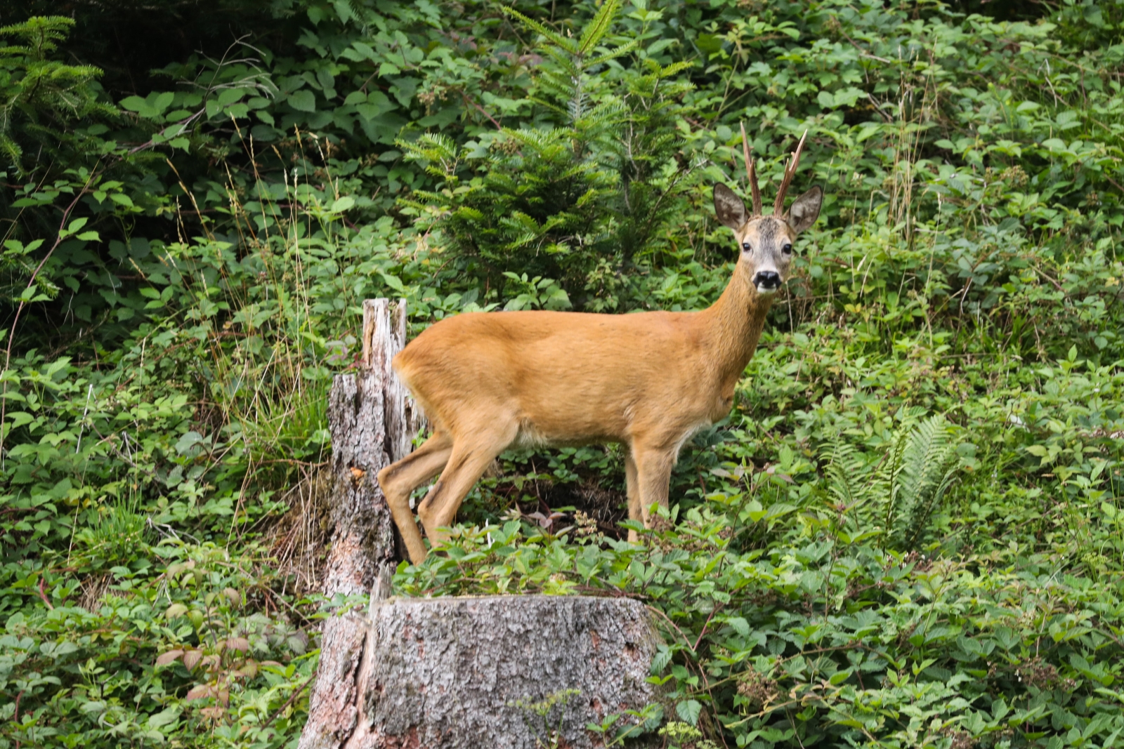 Вторые «Газпром» — тренировочные сборы в Австрии: тренировка 3 июля
