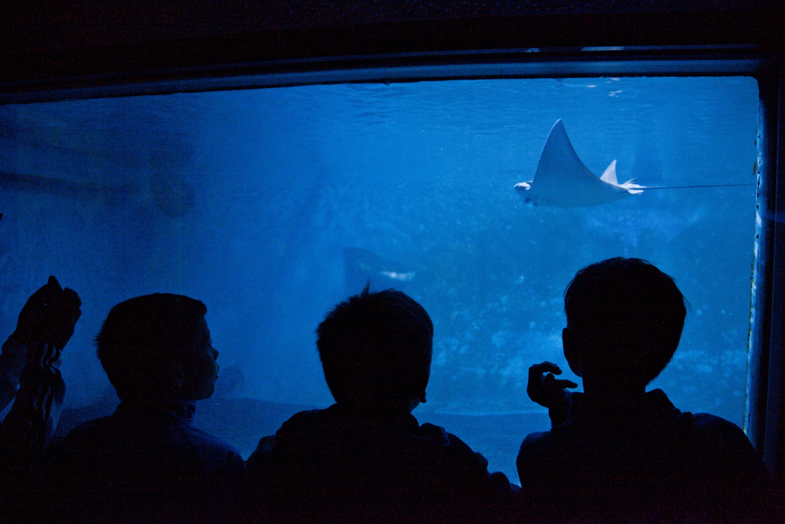 «Большой фестиваль футбола»: экскурсия для детей из тренировочного лагеря Академии в Ленинградский Зоопарк