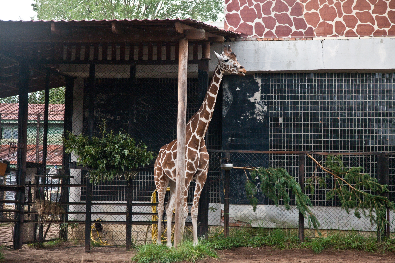 «Большой фестиваль футбола»: экскурсия для детей из тренировочного лагеря Академии в Ленинградский Зоопарк