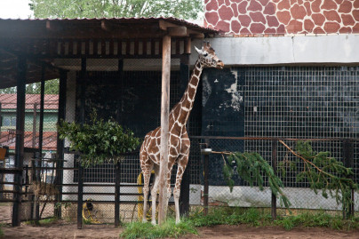 «Большой фестиваль футбола»: экскурсия для детей из тренировочного лагеря Академии в Ленинградский Зоопарк