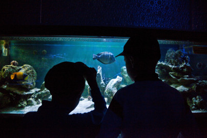 «Большой фестиваль футбола»: экскурсия для детей из тренировочного лагеря Академии в Ленинградский Зоопарк