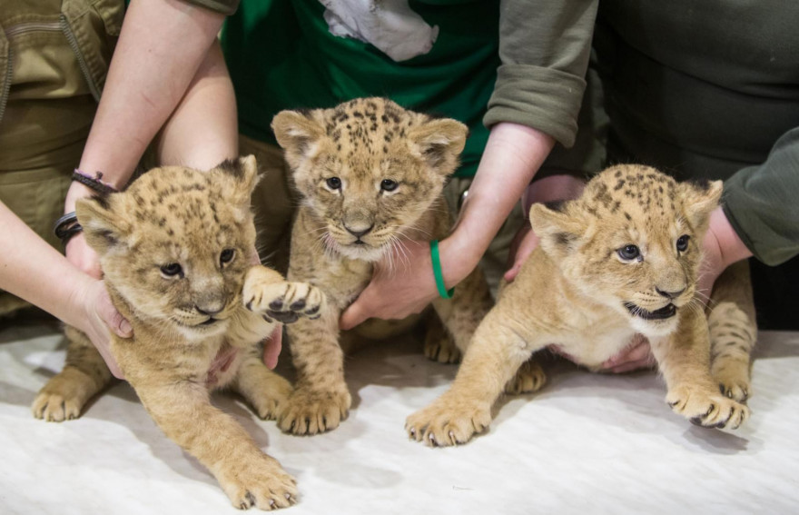 В Ленинградском зоопарке впервые за 20 лет родились львята