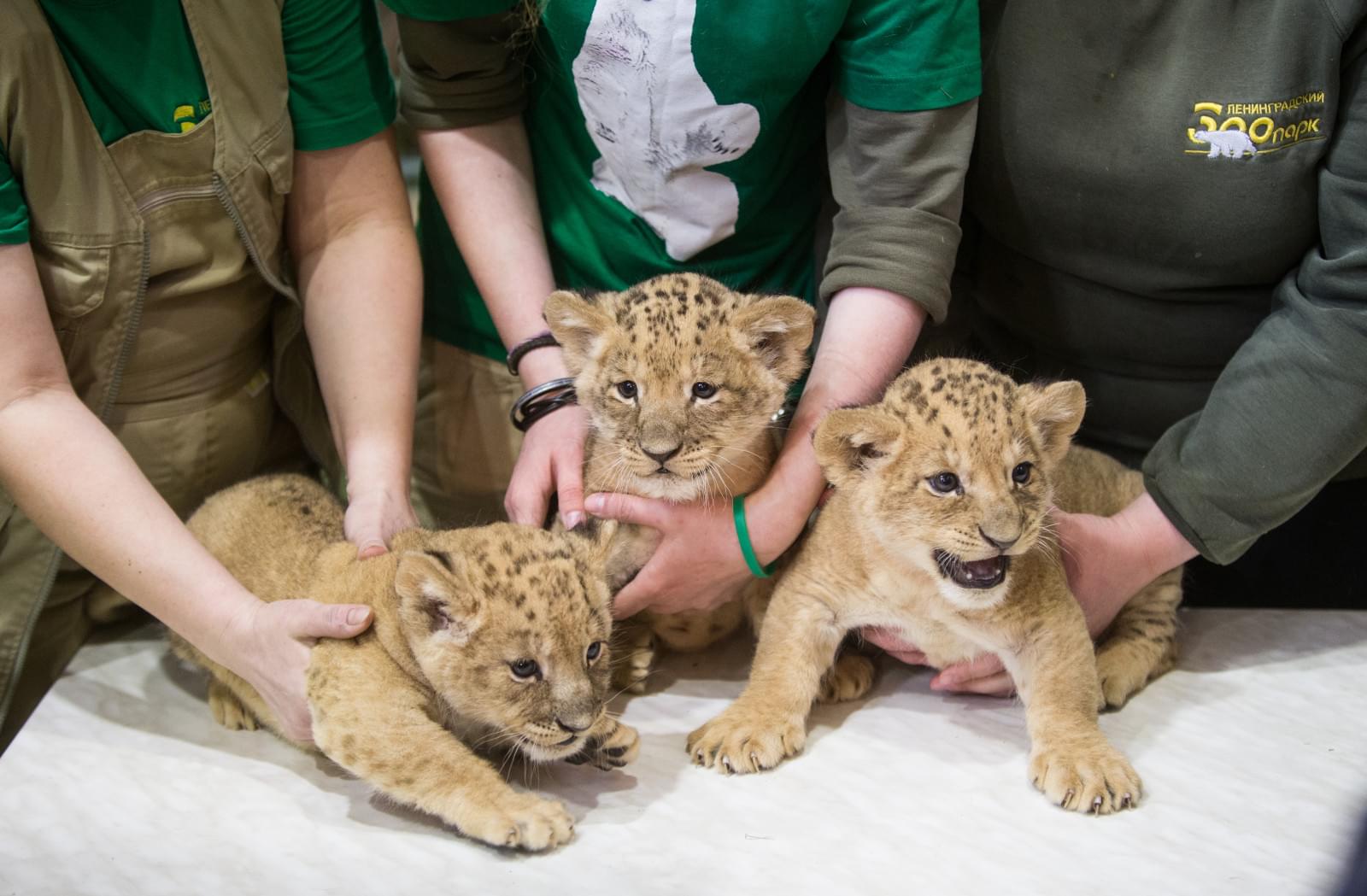 В Ленинградском зоопарке впервые за 20 лет родились львята