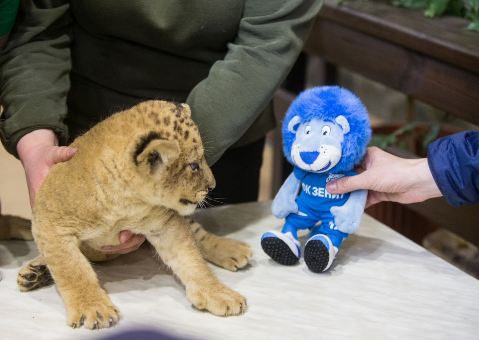 В Ленинградском зоопарке впервые за 20 лет родились львята