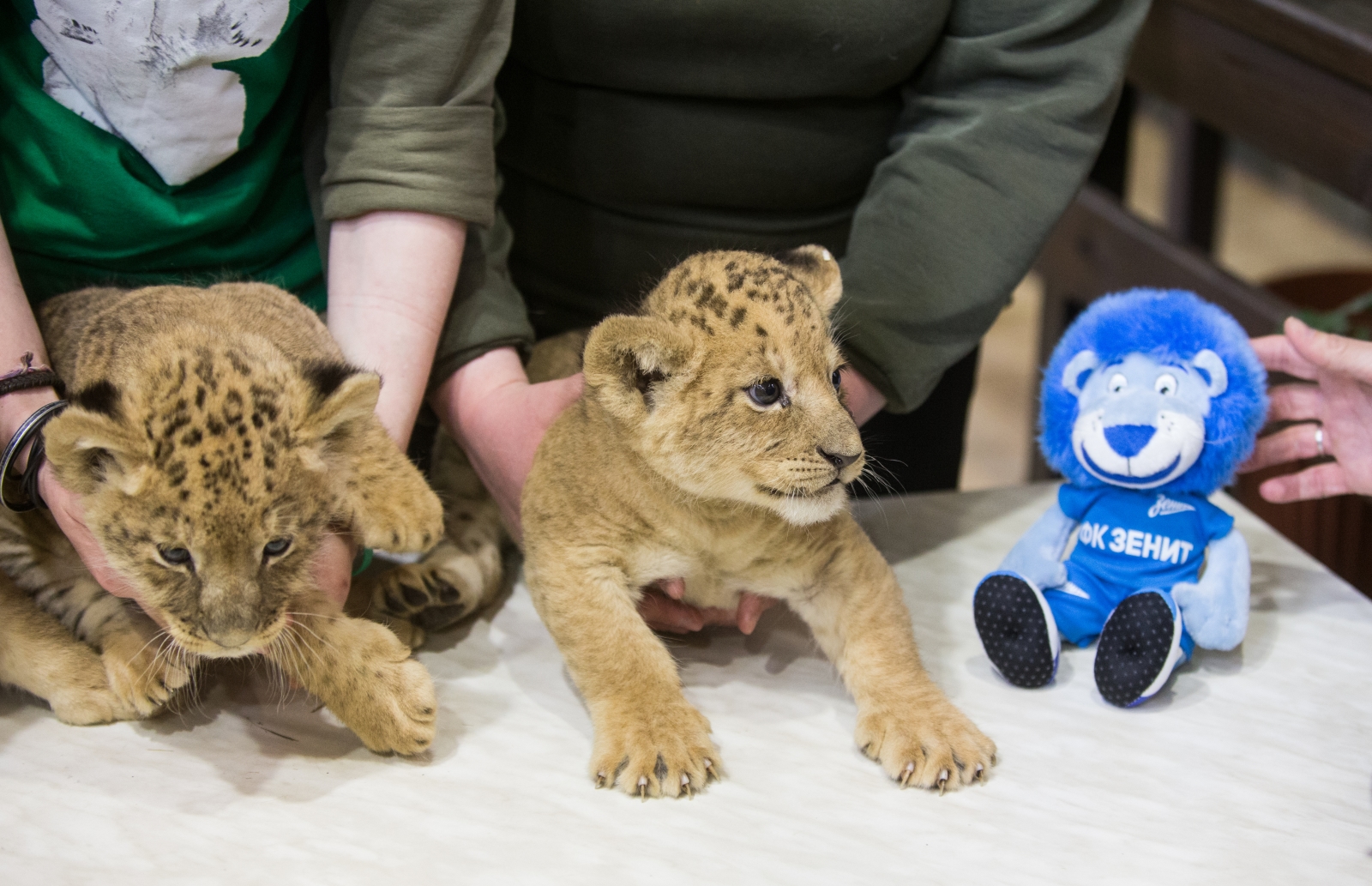 В Ленинградском зоопарке впервые за 20 лет родились львята