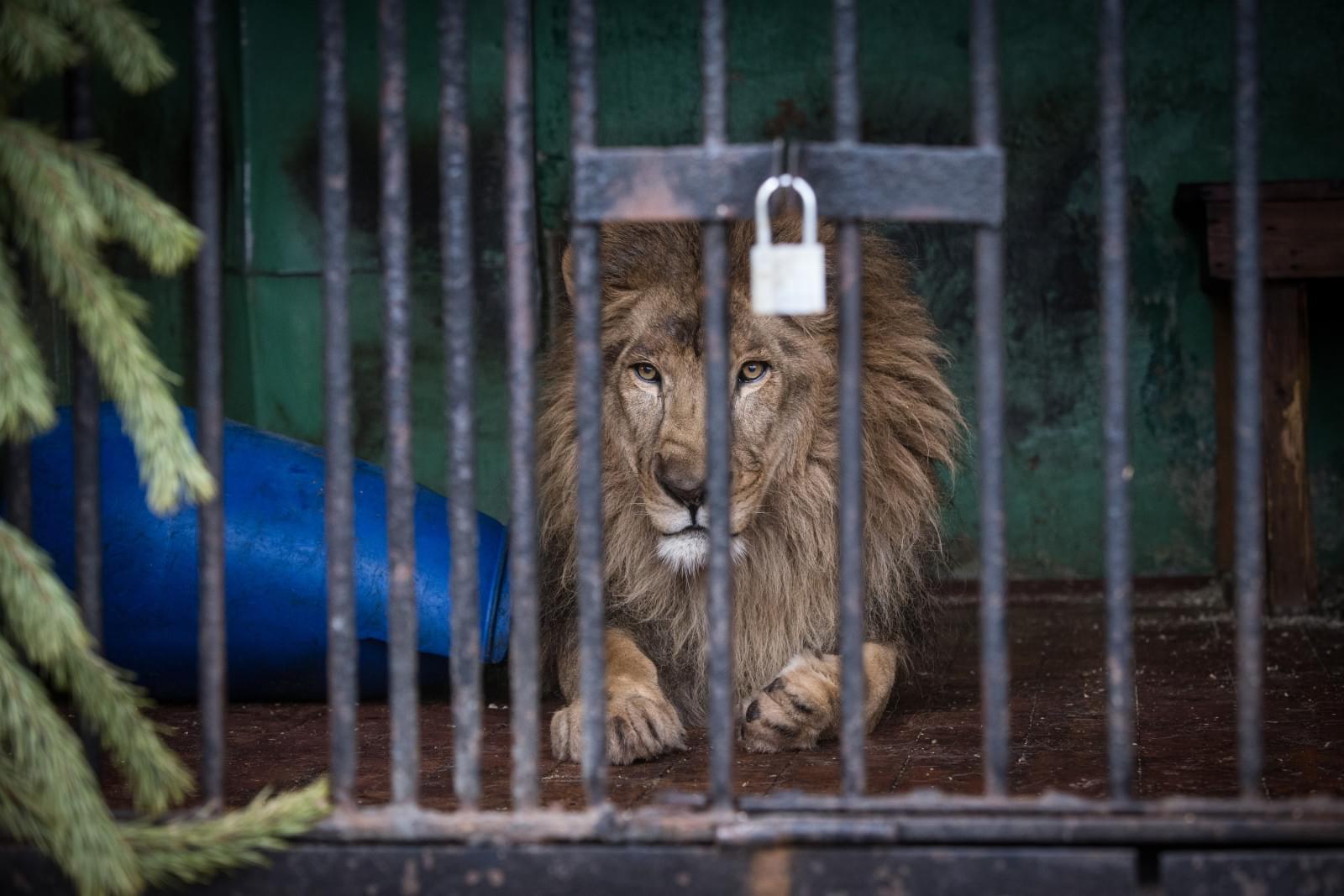 В Ленинградском зоопарке впервые за 20 лет родились львята