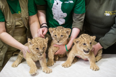 В Ленинградском зоопарке впервые за 20 лет родились львята