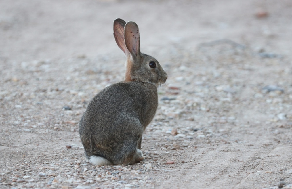 «Газпром»-тренировочные сборы в Испании: 31 января, вечерняя тренировка