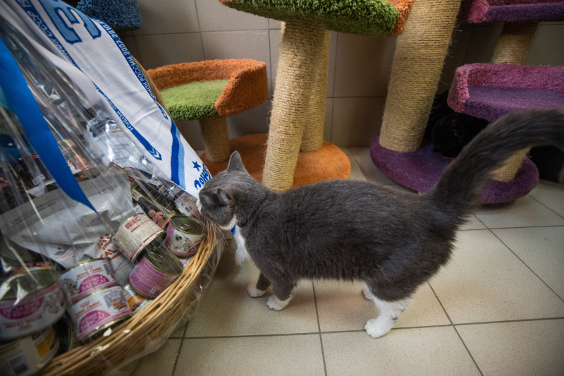 Футболисты и тренеры Академии ФК «Зенит» отвезли подарок в приют во всемирный день домашних животных