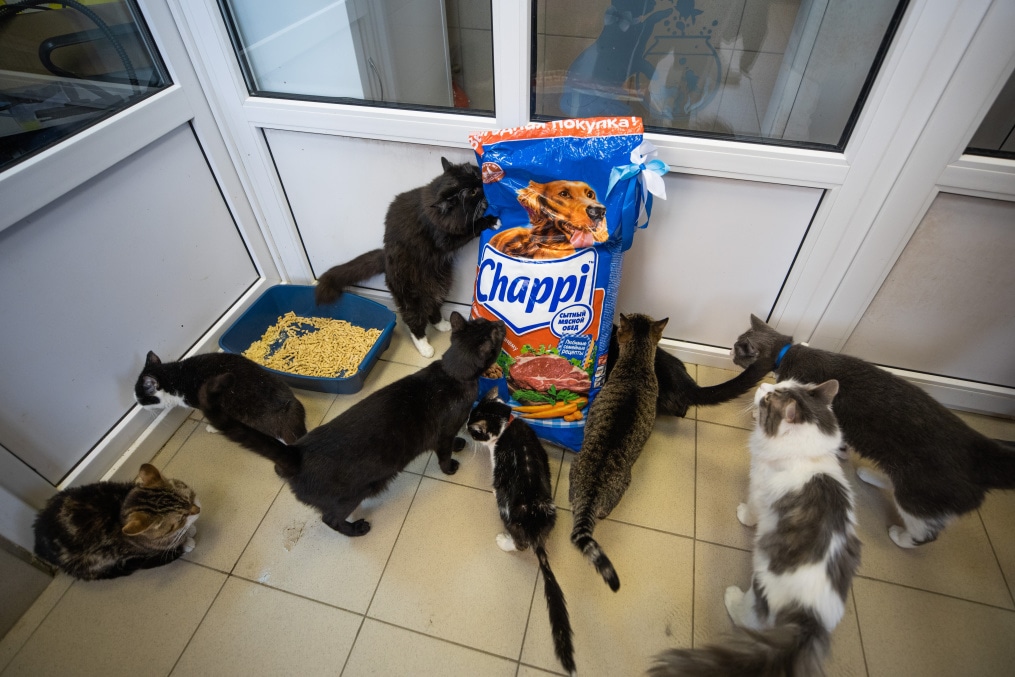 Футболисты и тренеры Академии ФК «Зенит» отвезли подарок в приют во всемирный день домашних животных