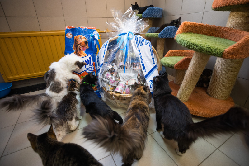 Футболисты и тренеры Академии ФК «Зенит» отвезли подарок в приют во всемирный день домашних животных