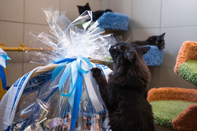 Футболисты и тренеры Академии ФК «Зенит» отвезли подарок в приют во всемирный день домашних животных