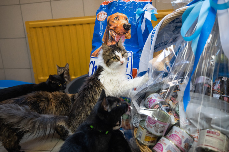 Футболисты и тренеры Академии ФК «Зенит» отвезли подарок в приют во всемирный день домашних животных