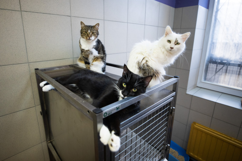 Футболисты и тренеры Академии ФК «Зенит» отвезли подарок в приют во всемирный день домашних животных