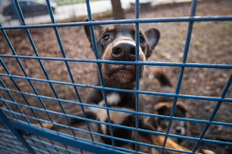 Футболисты и тренеры Академии ФК «Зенит» отвезли подарок в приют во всемирный день домашних животных