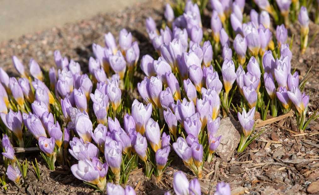 Тренировка «Зенита» в Удельном парке