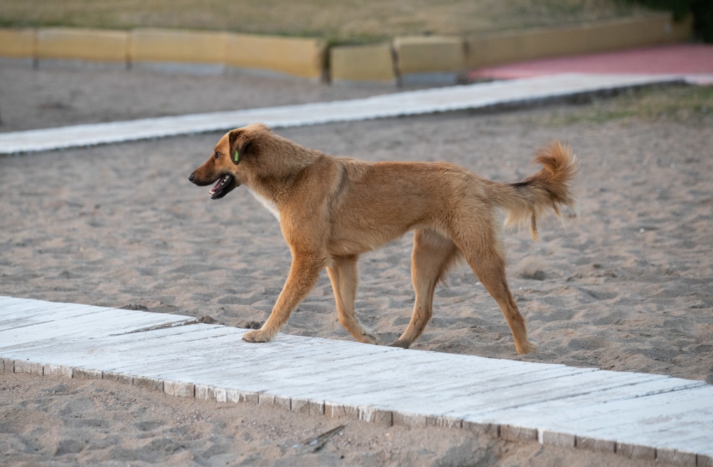 «Газпром»-тренировочные сборы «Зенита»-м в Турции: 26 января, вечерняя тренировка