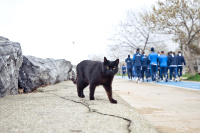 «Зенит» на прогулке перед матчем с «Фенербахче»