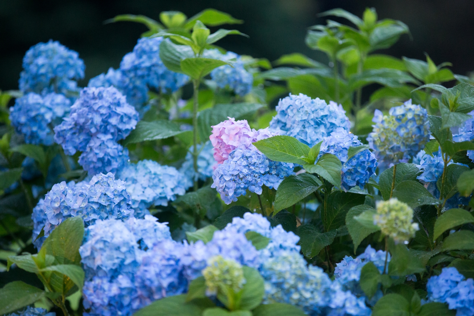 Второй летний учебно-тренировочный сбор основного состава «Зенита» в Австрии. Первый день.