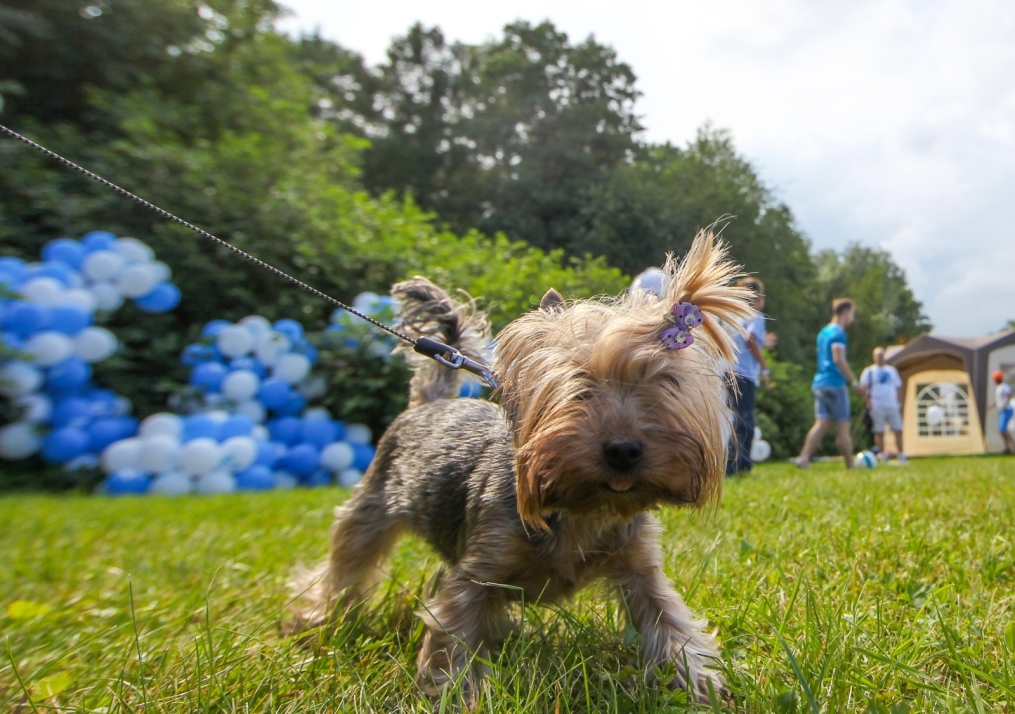 Фан-зона «Зенита» на фестивале «Усадьба Jazz»