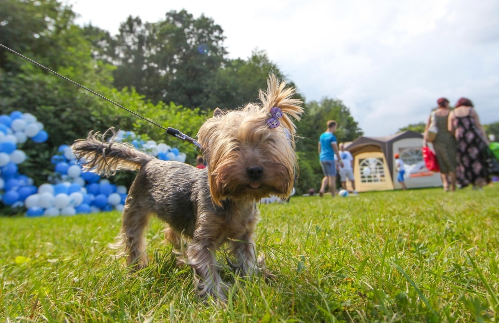 Фан-зона «Зенита» на фестивале «Усадьба Jazz»