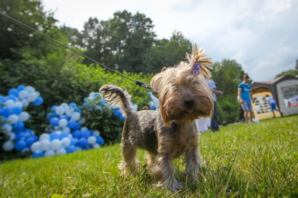 Фан-зона «Зенита» на фестивале «Усадьба Jazz»