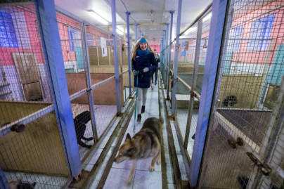 «Марафон добра»: игроки «Зенит»-2 и волонтеры посетили приют для животных «Ржевка»