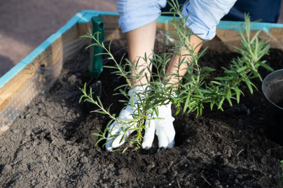 Открытие большого городского огорода