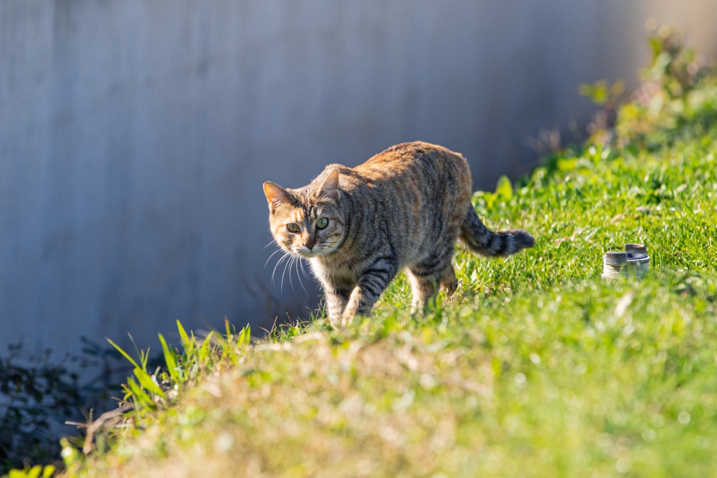 Сборы «Зенита»-м в Турции: 17 января, утренняя тренировка