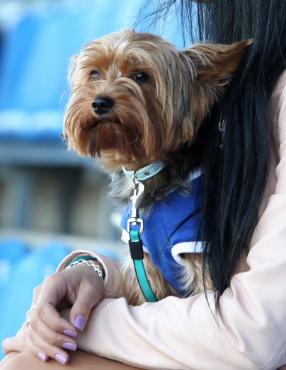 Зенит-м — Терек-м