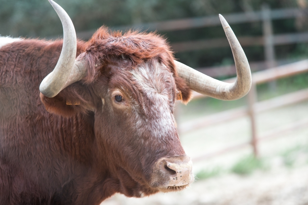 Сборы в Испании: 10 февраля, «Зенит» на ферме «Лос Альбухерос»