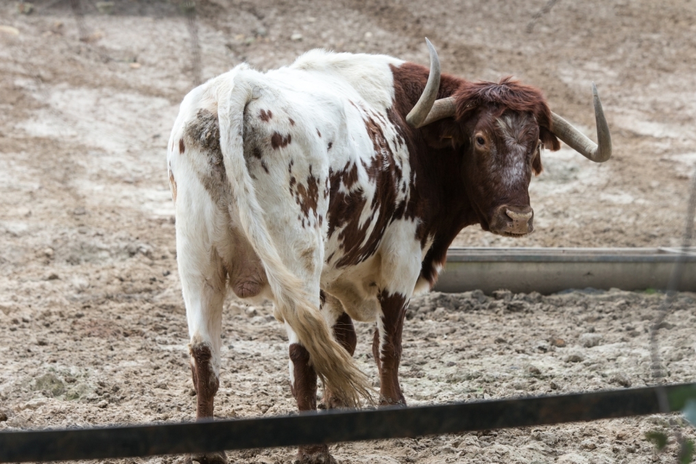 Сборы в Испании: 10 февраля, «Зенит» на ферме «Лос Альбухерос»