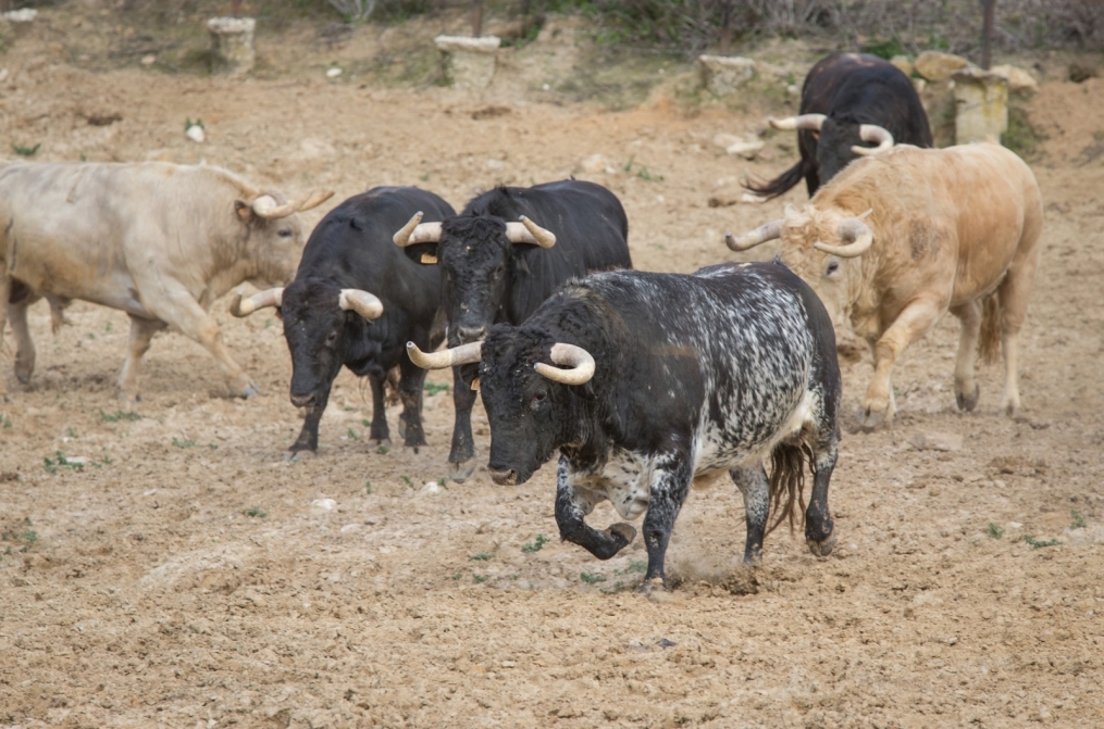 Сборы в Испании: 10 февраля, «Зенит» на ферме «Лос Альбухерос»