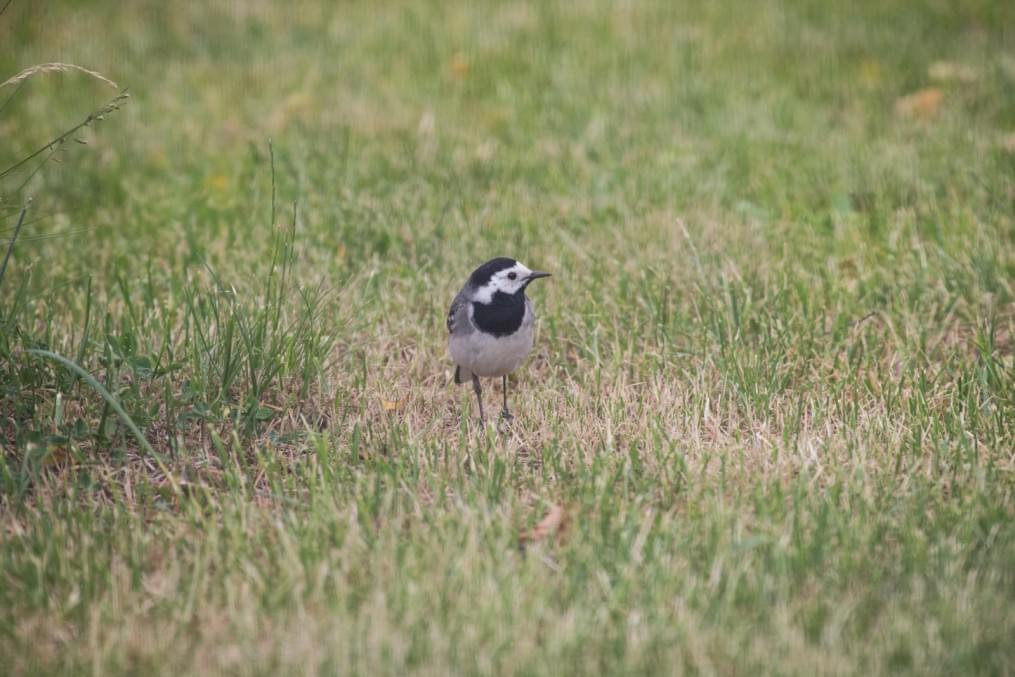 Первая предсезонная тренировка «Зенита»