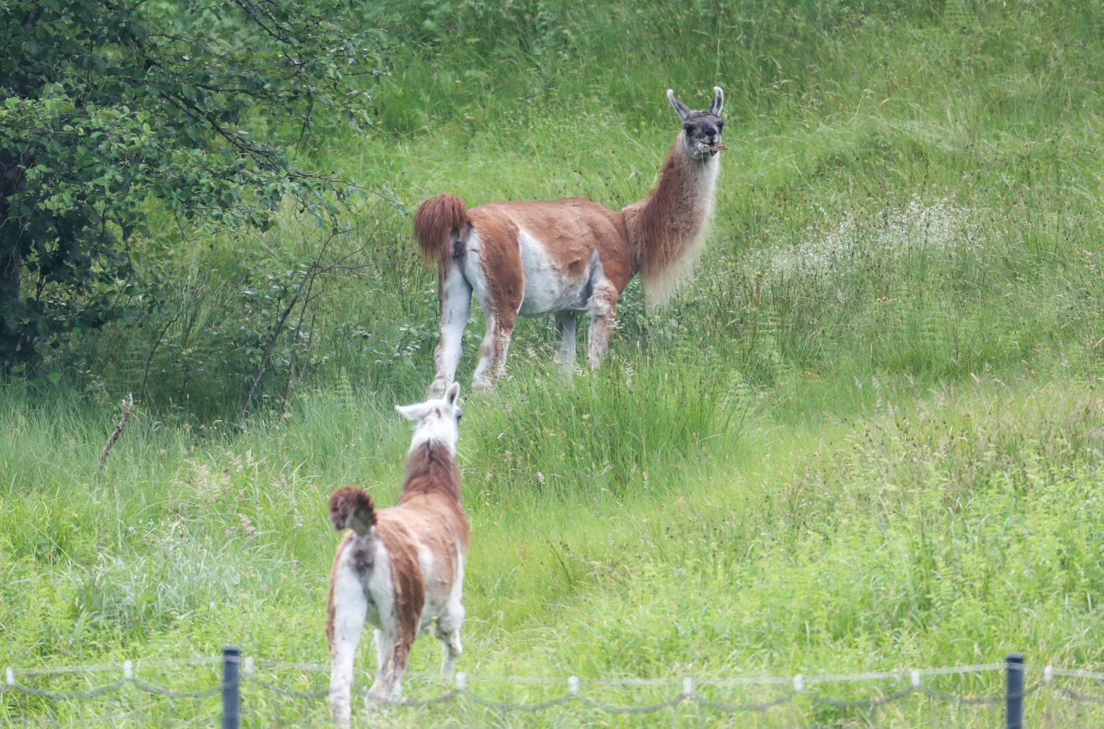 «Газпром»-тренировочные сборы в Австрии: 20 июня, вечерняя тренировка