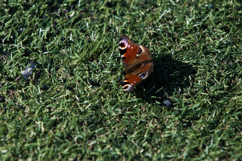 XI международный турнир болельщиков имени П. Ф. Садырина