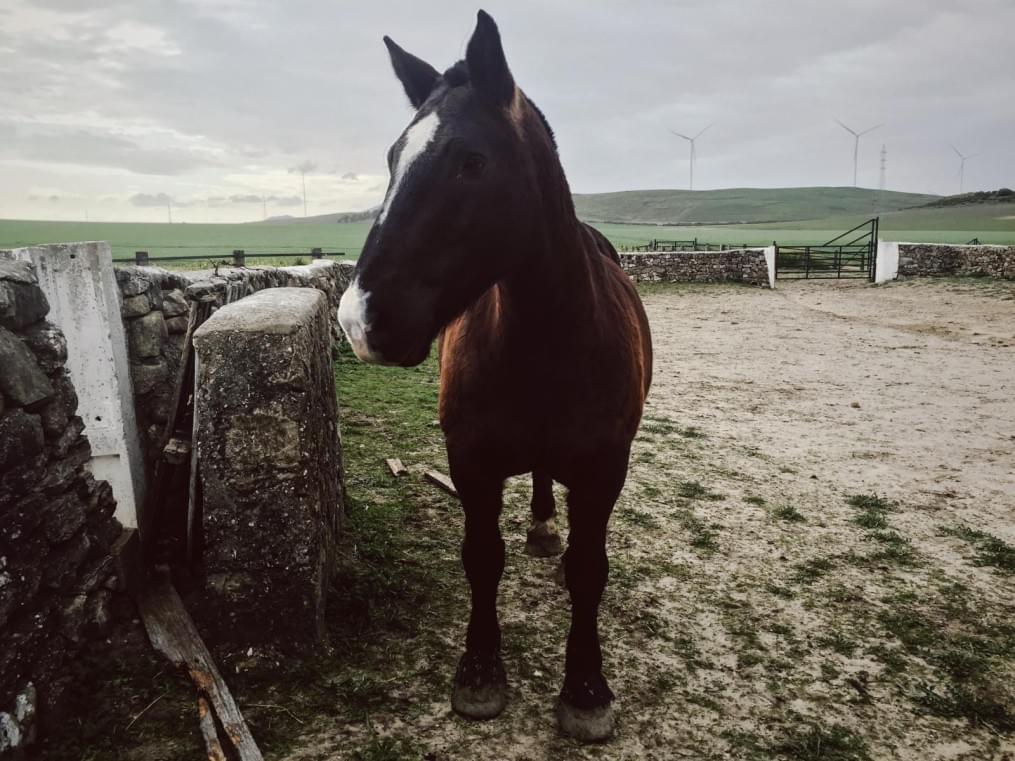 Сборы в Испании: 10 февраля, «Зенит» на ферме «Лос Альбухерос»