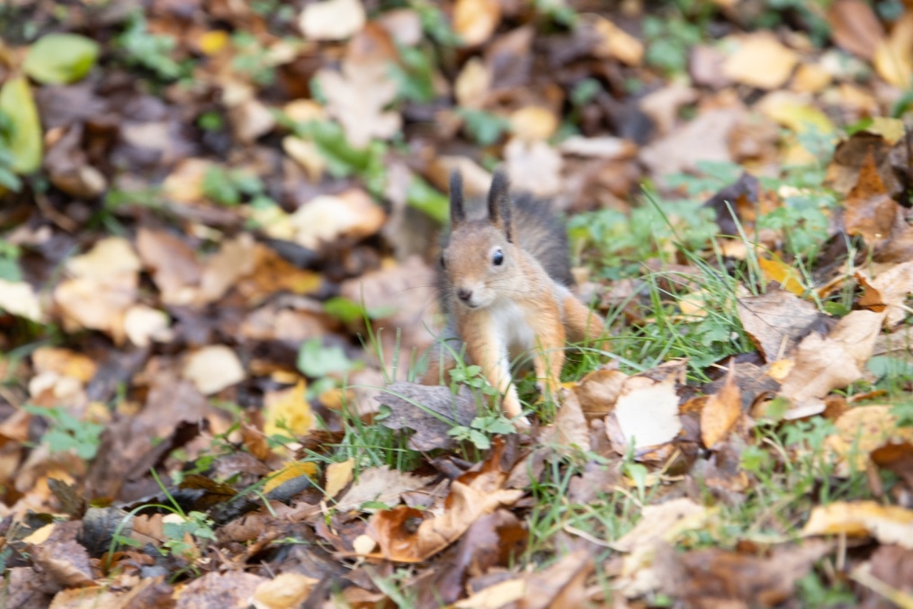 Открытая тренировка «Зенита» перед матчем с «Брюгге»