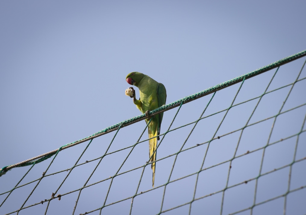 «Газпром»-тренировочные сборы «Зенита» в Дубае: 10 февраля, утренняя тренировка