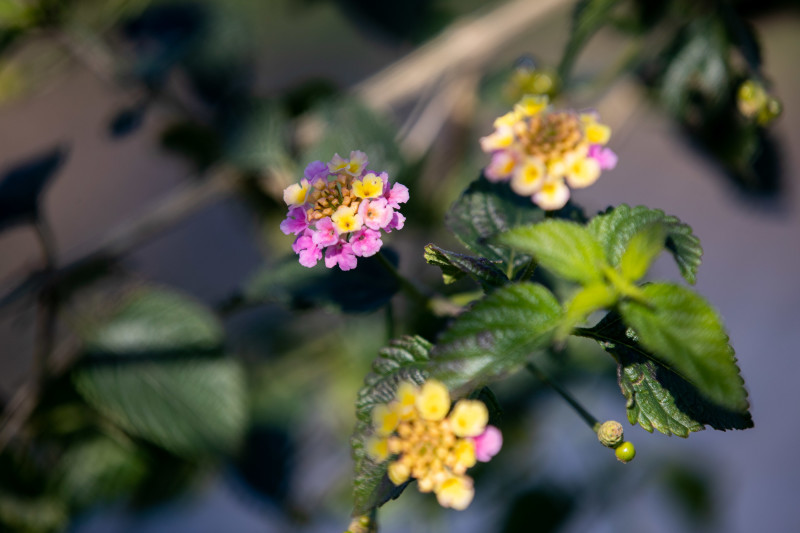 «Газпром»-тренировочные сборы «Зенита»-м в Турции: 23 января, утренняя тренировка