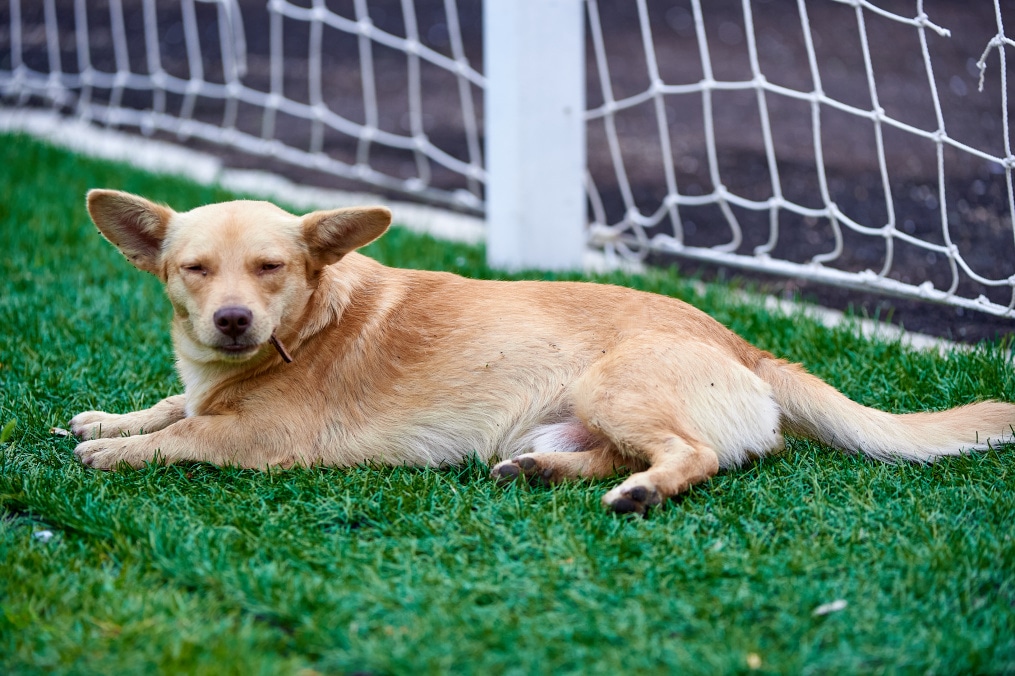 Летние учебно-тренировочные сборы «Зенита»-2 в Железноводске: 20 июля, утренняя тренировка