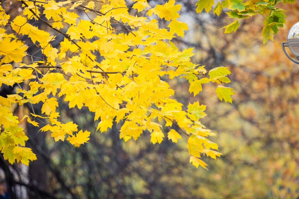 Открытая тренировка перед матчем с «Локомотивом»